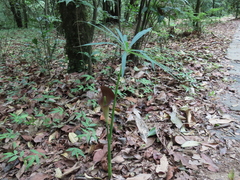 Arisaema