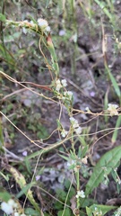 Cuscuta campestris