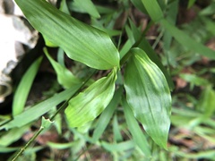 Oplismenus compositus