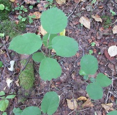 Amelanchier spicata