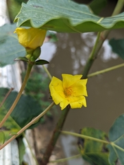 Portulaca umbraticola