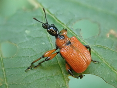 Apoderus coryli