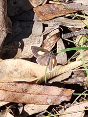 Candalides xanthospilos