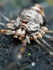 Dicranopalpus ramosus