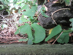 Passiflora mexicana