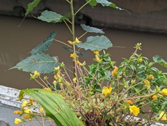 Portulaca umbraticola