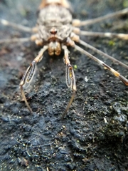 Dicranopalpus ramosus