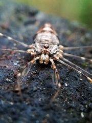 Dicranopalpus ramosus