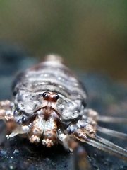 Dicranopalpus ramosus