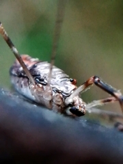 Dicranopalpus ramosus