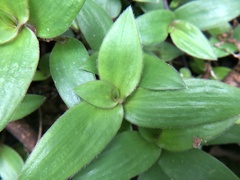 Belosynapsis ciliata