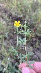 Potentilla argentea