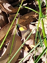 Candalides xanthospilos