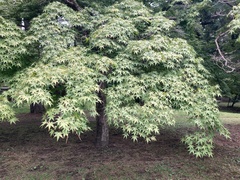 Acer palmatum