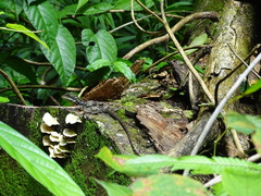 Basiliscus basiliscus