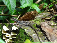 Basiliscus basiliscus