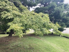 Acer palmatum