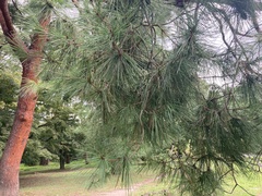 Pinus