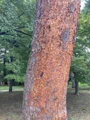 Pinus