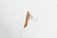 Caloptilia invariabilis