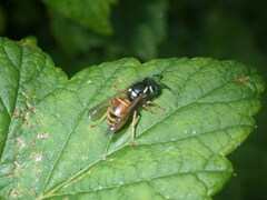 Vespula rufa