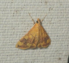 Pyrausta phoenicealis