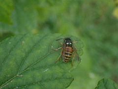 Vespula rufa