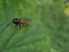 Vespula rufa