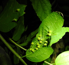 Celticecis spiniformis