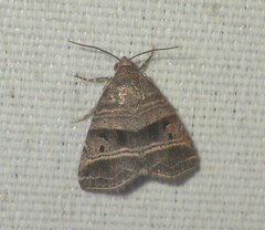 Ozarba punctigera