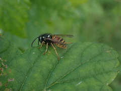 Vespula rufa