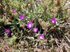 Carpobrotus modestus