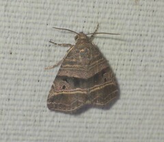 Ozarba punctigera