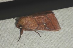 Mythimna