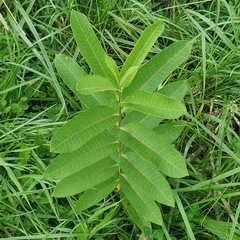 Asclepias