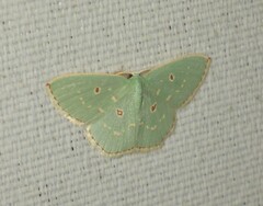 Comostola subtiliaria