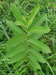 Asclepias