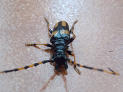 Dendrobias mandibularis