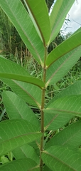 Asclepias