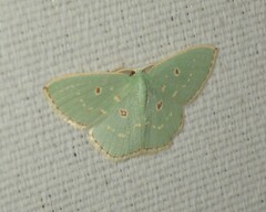 Comostola subtiliaria