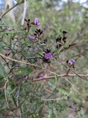 Glycine clandestina