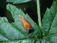 Pammene aurita
