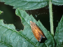 Pammene aurita
