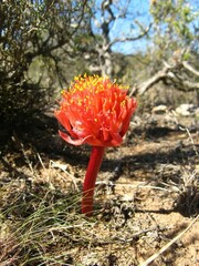 Haemanthus sanguineus