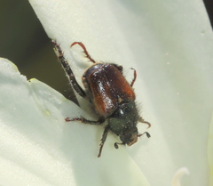 Hopliini