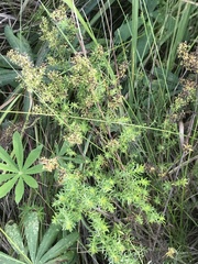 Galium verum