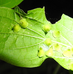 Celticecis spiniformis