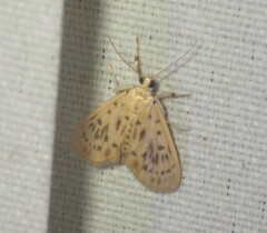 Tabidia strigiferalis