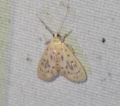 Tabidia strigiferalis