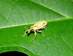 Lixus scrobicollis